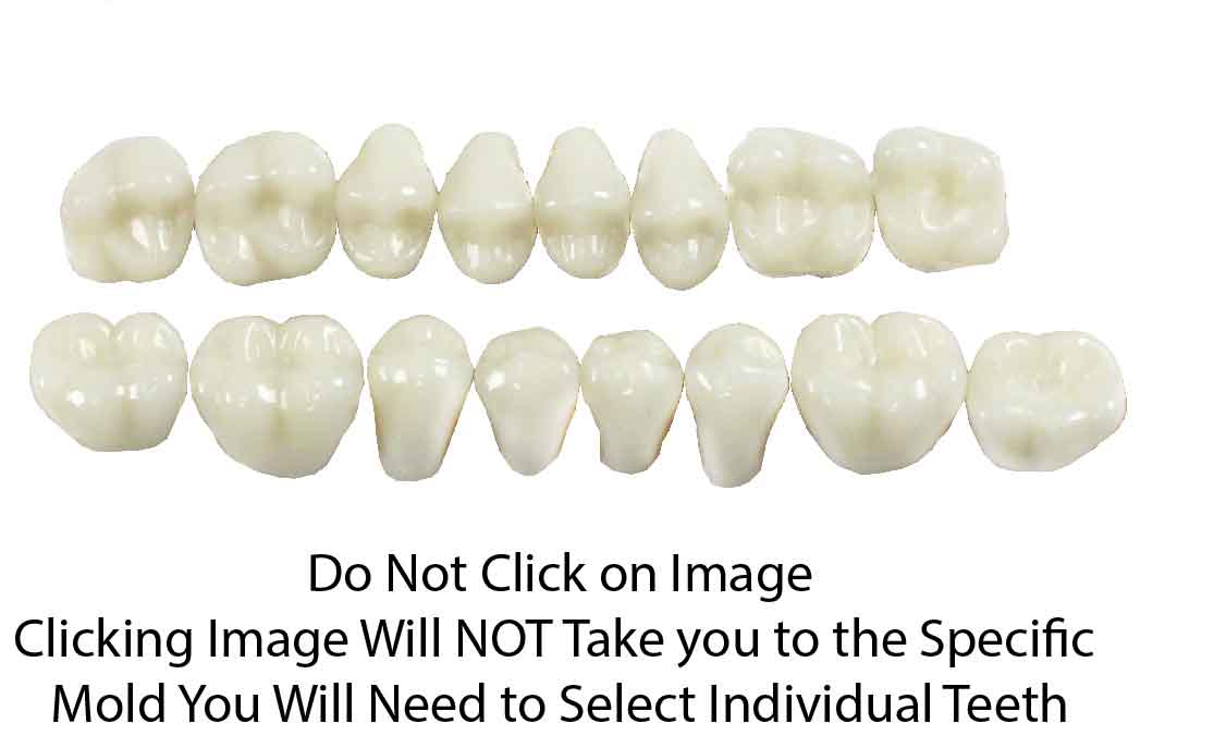 Posterior Teeth