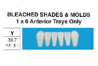 BLEACHED SHADES--Lower 1x6 Anteriors